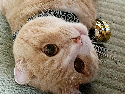 大蛇丸 | ペット火葬 おおいえ