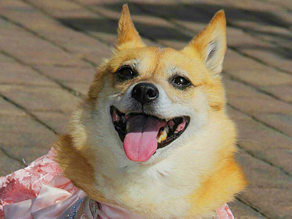 なっちゃん | ペット火葬 おおいえ